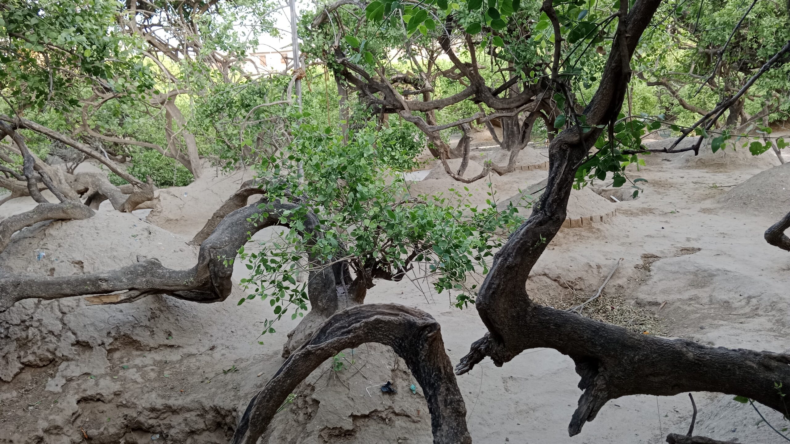 Nidhivan Sacred Forest